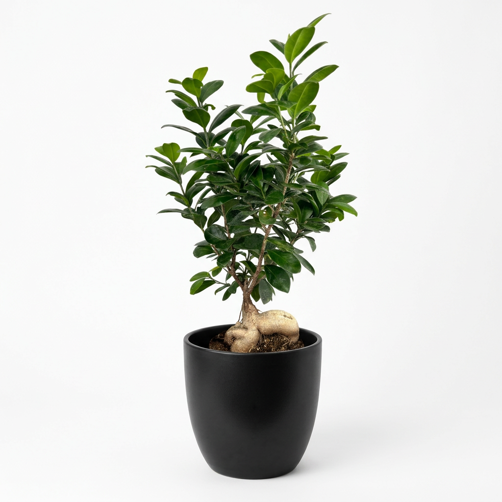 Ginseng Ficus with exposed roots styled in a black six-inch BASEL planter; plant and decorative planter sold separately.