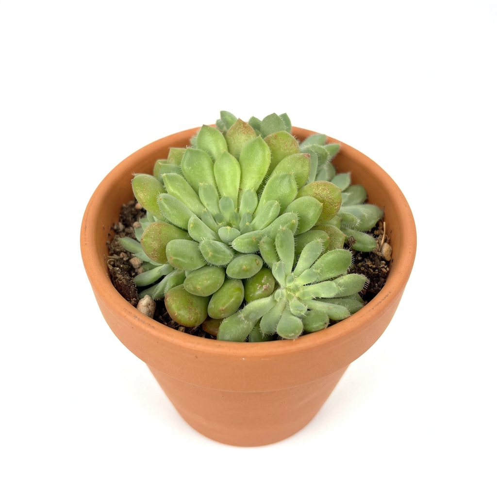 Orostachys Chanetii styled in a terracotta pot against a white studio background; decorative pot sold separately