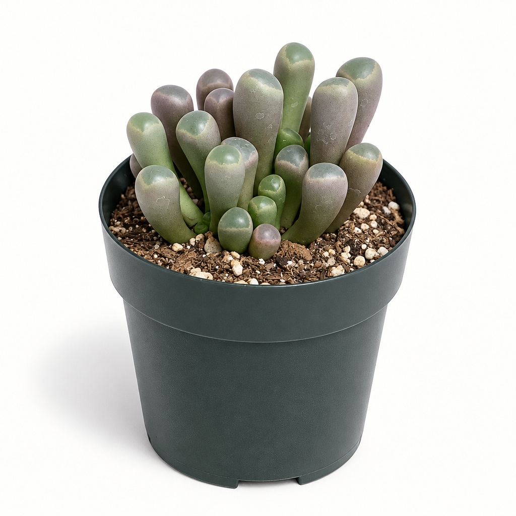 Fenestraria rhopalophylla Baby Toes succulent in a nursery pot on white