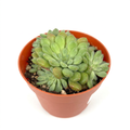 Orostachys Chanetii green rosettes with finely fringed leaves in a 4-inch nursery pot against a white background