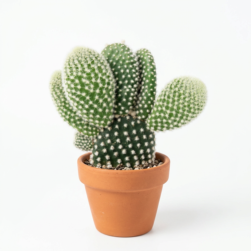 Angel Wings cactus styled in classic terracotta on a pure white background; decorative pot sold separately.