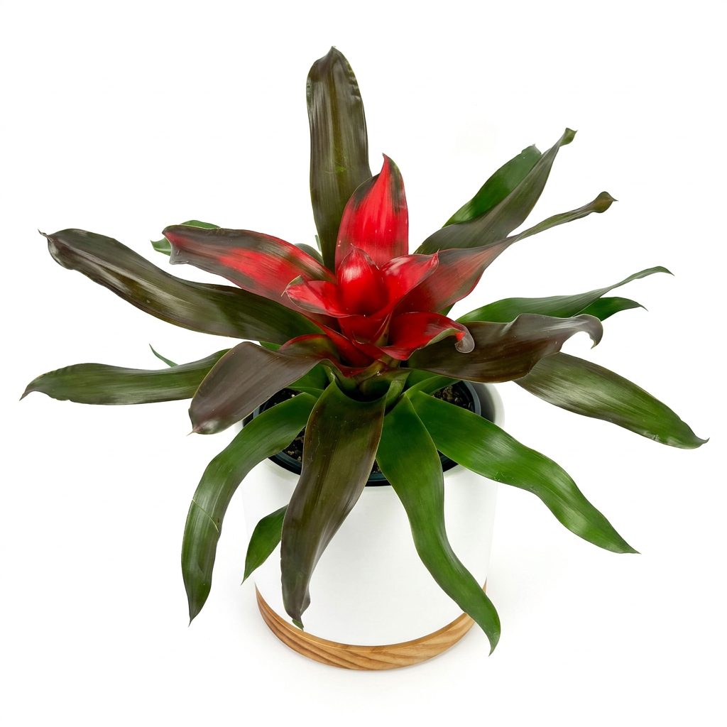 Neoregelia Medusa styled in a white OSLO planter against a white background; decorative planter sold separately