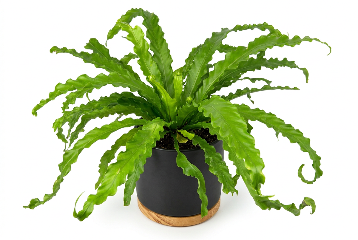 Victoria Bird’s Nest Fern styled in a black Oslo planter with wood-grain base on a white background; decorative planter sold separately