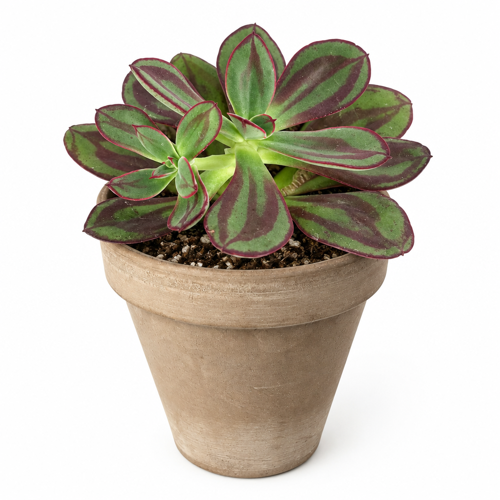 Echeveria nodulosa planted directly in a muted taupe terracotta pot with green and red-purple rosette leaves on white