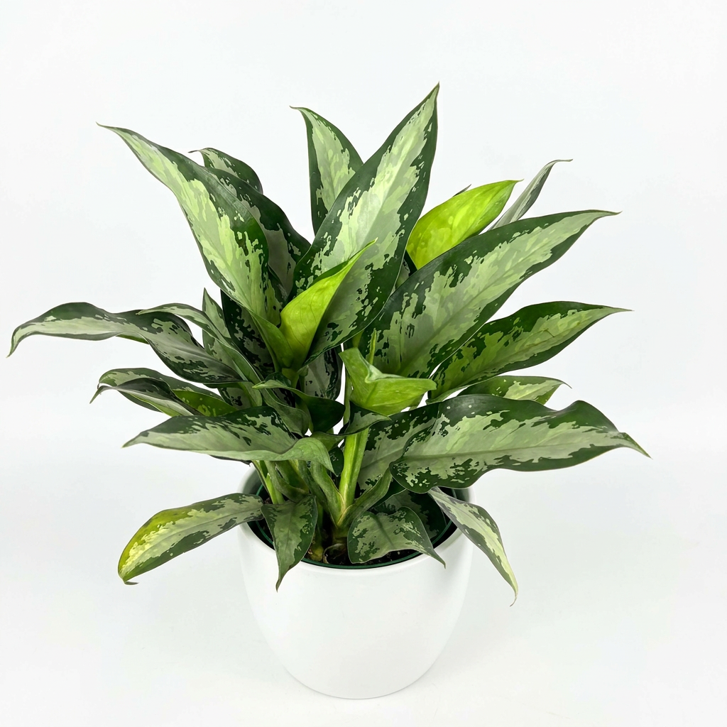 Chinese Evergreen Jubilee styled in a white BASEL planter on a white background; decorative planter sold separately