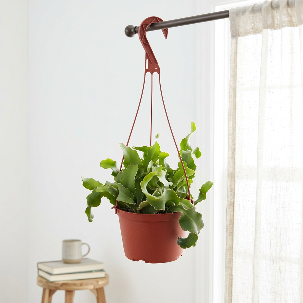 Epiphyllum Guatemalense Monstrose hanging near an indoor window; additional hanging accessories sold separately