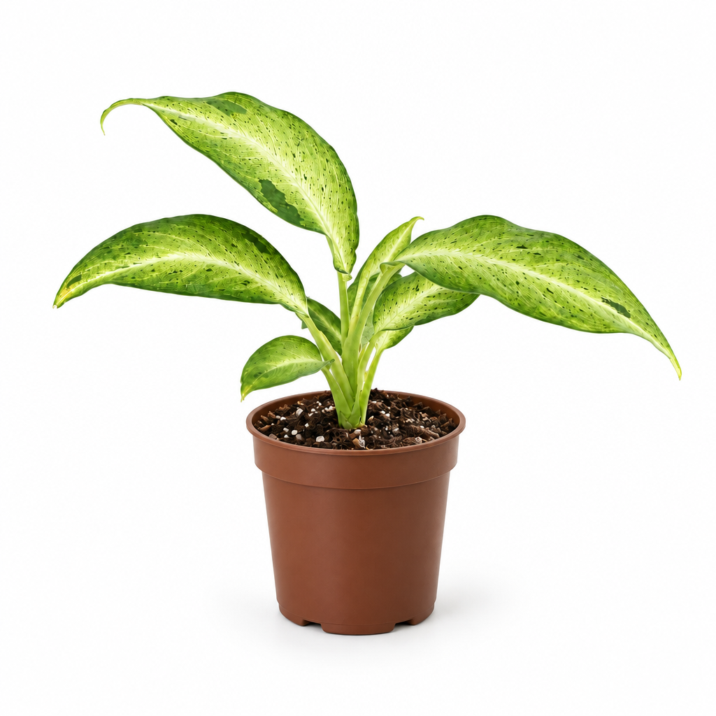 Dieffenbachia Camouflage with fine green flecking on pale leaves in a brown nursery pot on white