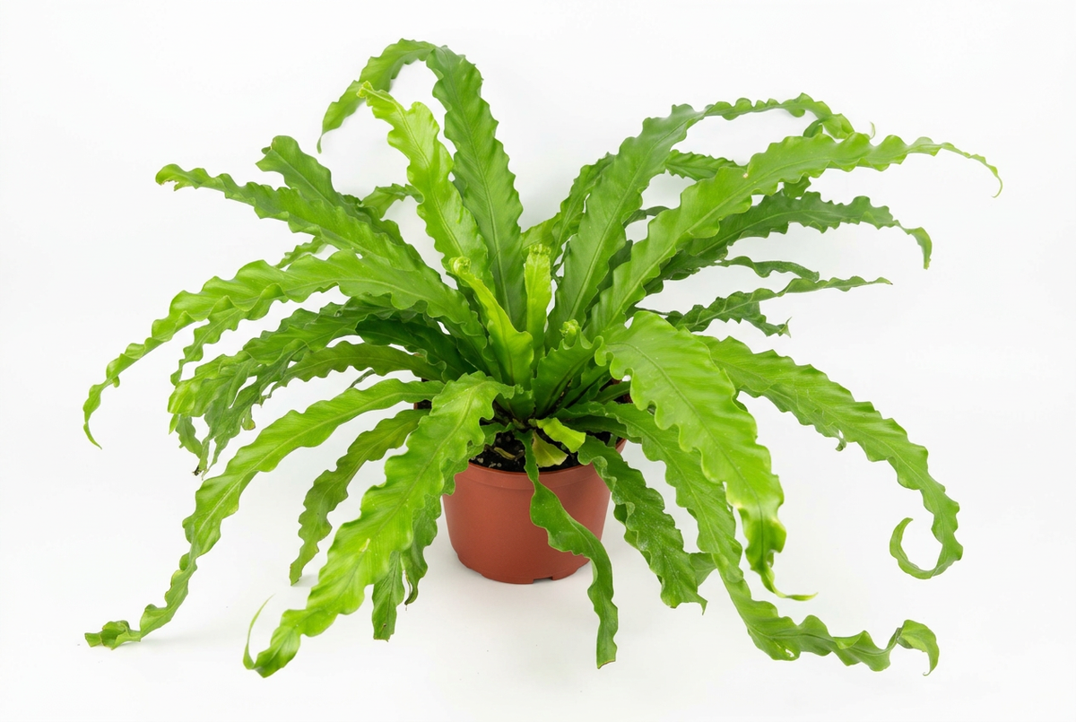 Victoria Bird’s Nest Fern with rippled green fronds in a 6-inch nursery pot on a white background