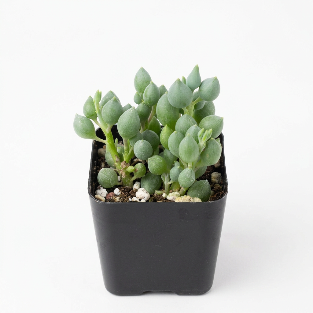 String of Lemons succulent with plump pointed blue-green leaves in a black 4-inch nursery pot on a white background