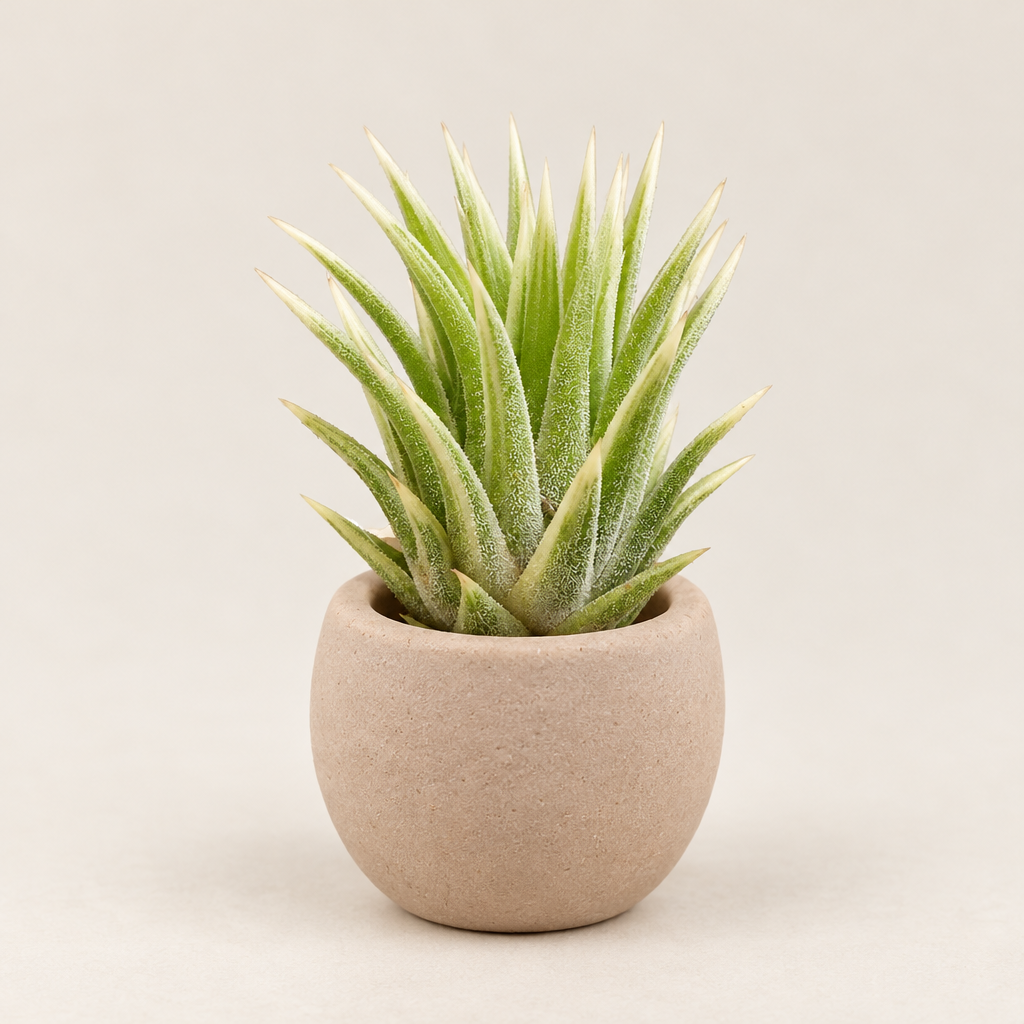 Tillandsia Ionantha Albo-Marginata displayed in a tiny pale taupe terracotta holder; holder not included