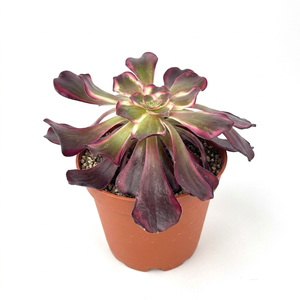 Aeonium Medusa variegated rosette in a 6-inch nursery pot on a white background