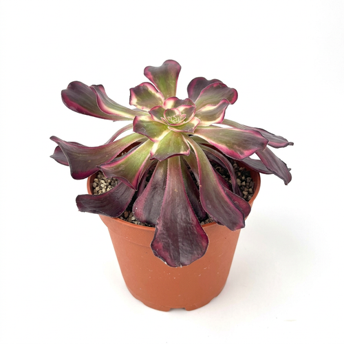Aeonium Medusa variegated rosette in a 6-inch nursery pot on a white background