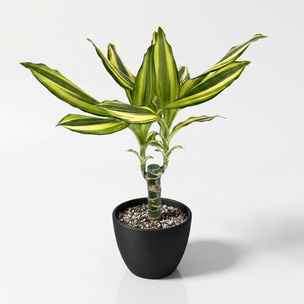 Young Dracaena Sol Cane with a longer exposed banded cane and green-yellow striped leaves in a black BASEL 4.7-inch planter; planter sold separately, plant ships in a 4-inch nursery pot