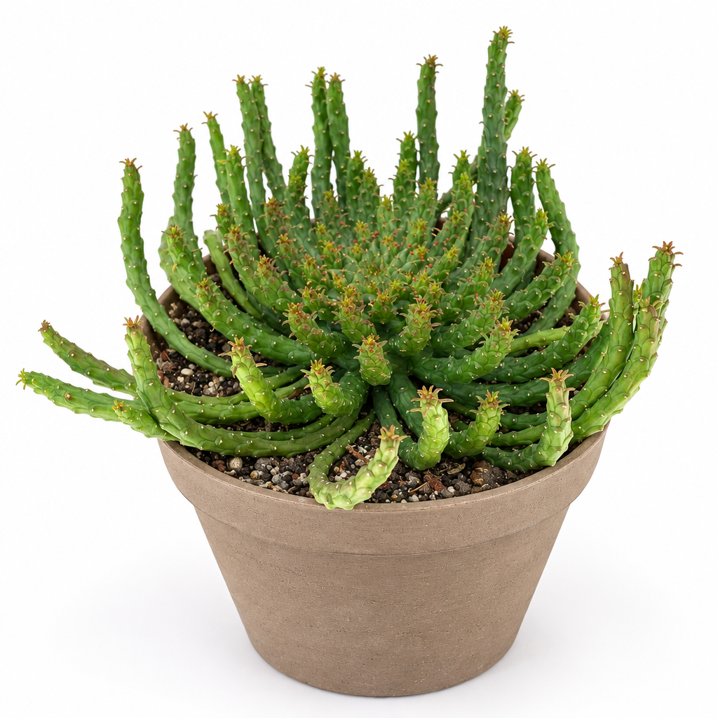 Medusa Head Euphorbia directly planted in taupe terracotta on white