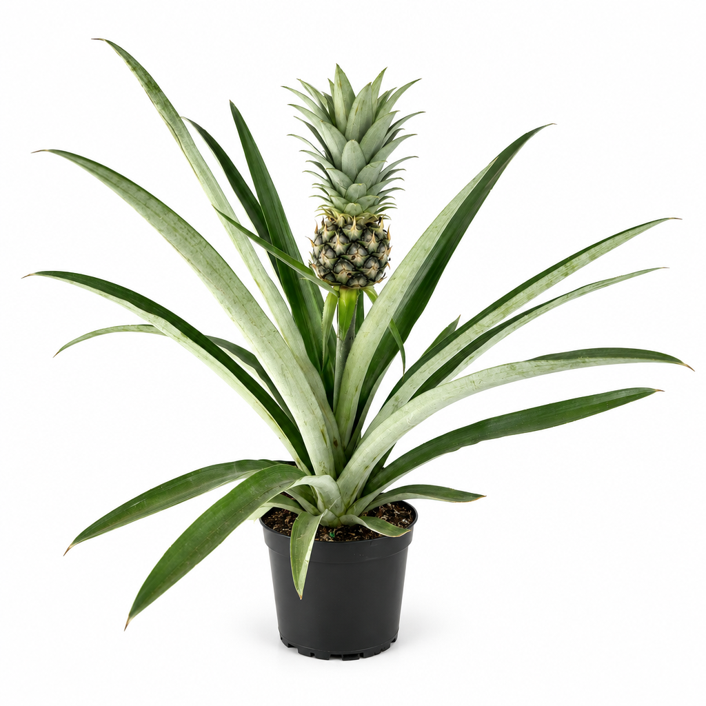 Live pineapple Ananas plant with fruit in a black nursery pot on a white background; individual plants and fruiting vary