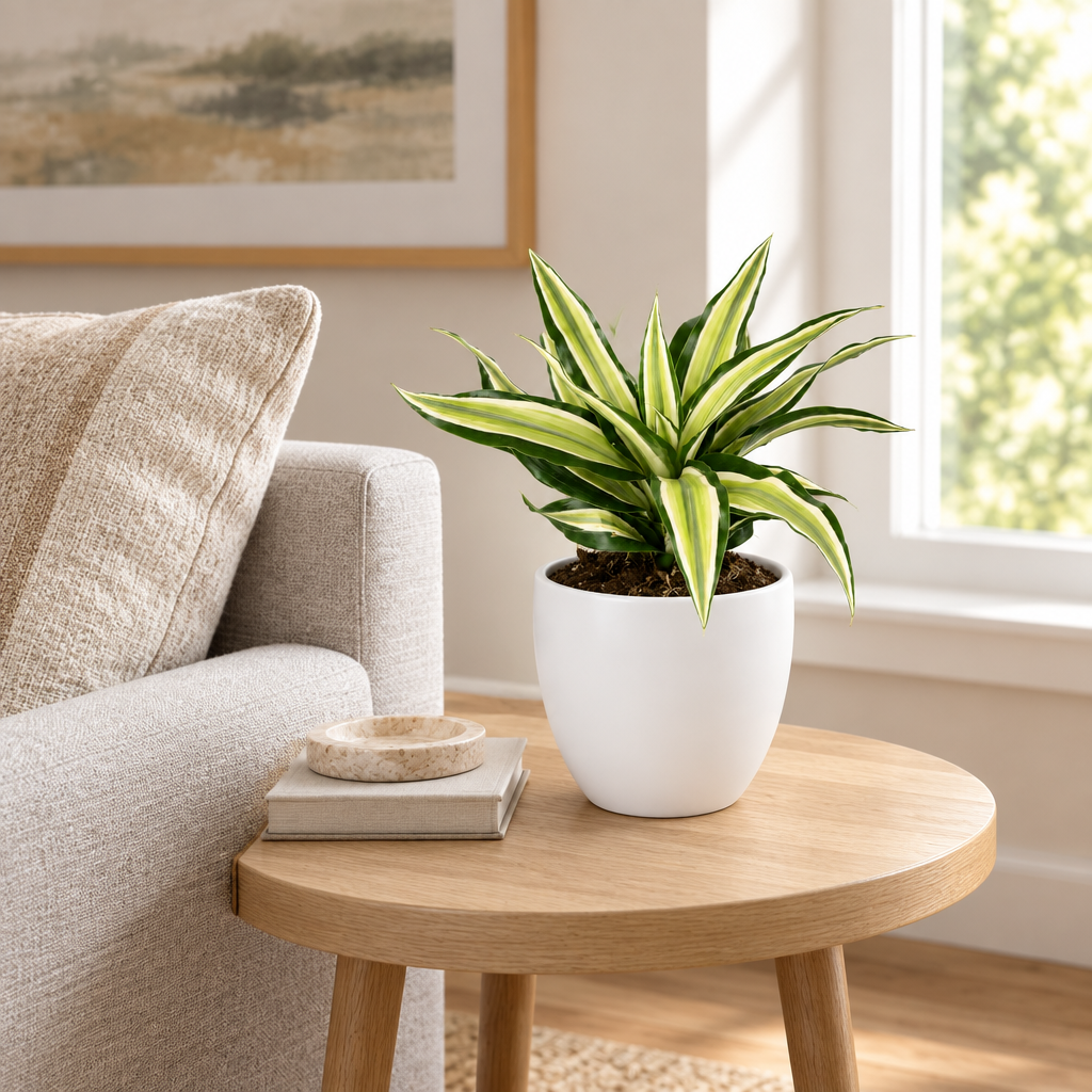 Dracaena Malaika styled in a separately sold white Basel planter on a living-room side table