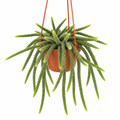 Rat Tail Cactus cascading directly from a terracotta hanging planter on white; decorative pot is a styling prop