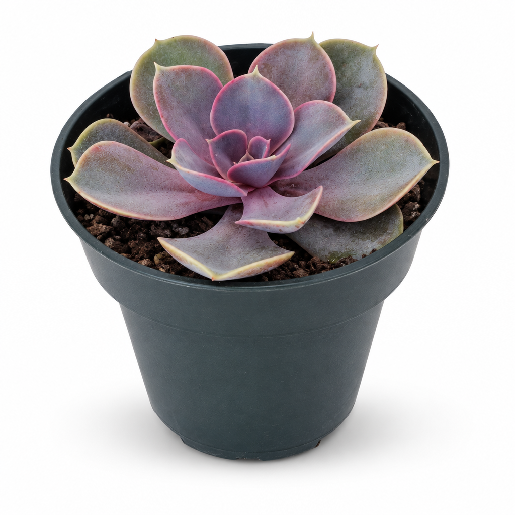 Echeveria Perle von Nürnberg with lavender-pink leaves in a nursery pot on a white background