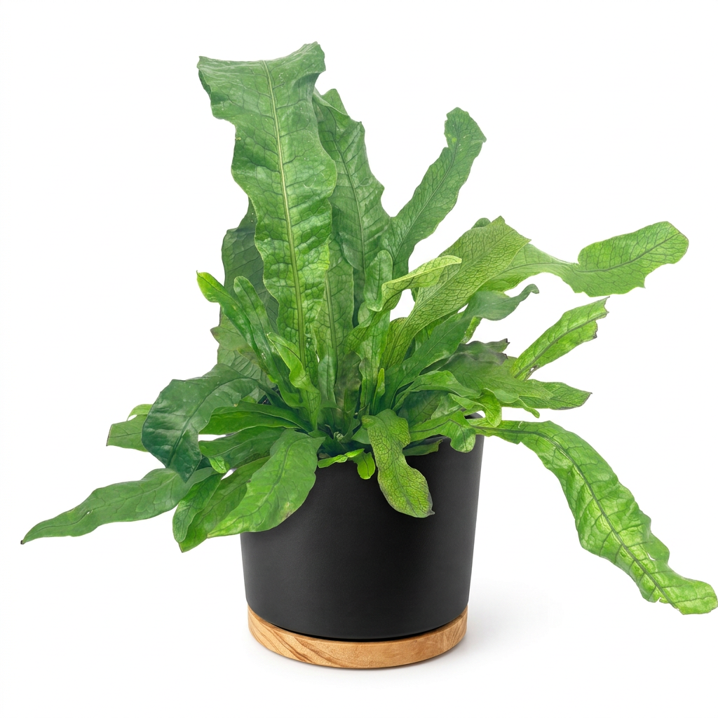 Crocodile Fern styled in a black 6-inch OSLO planter with wood-grain base; decorative planter sold separately