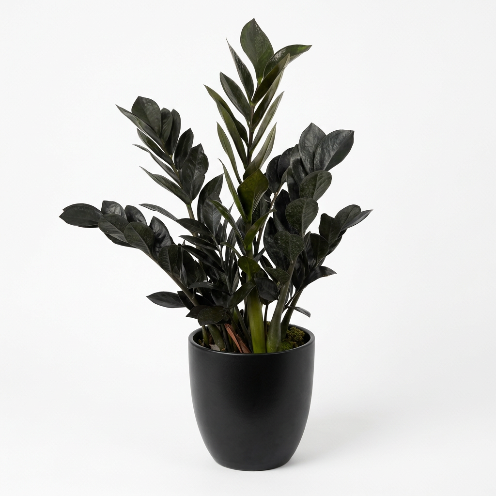 Raven ZZ plant styled in a black BASEL 6-inch planter on a white background; decorative planter sold separately