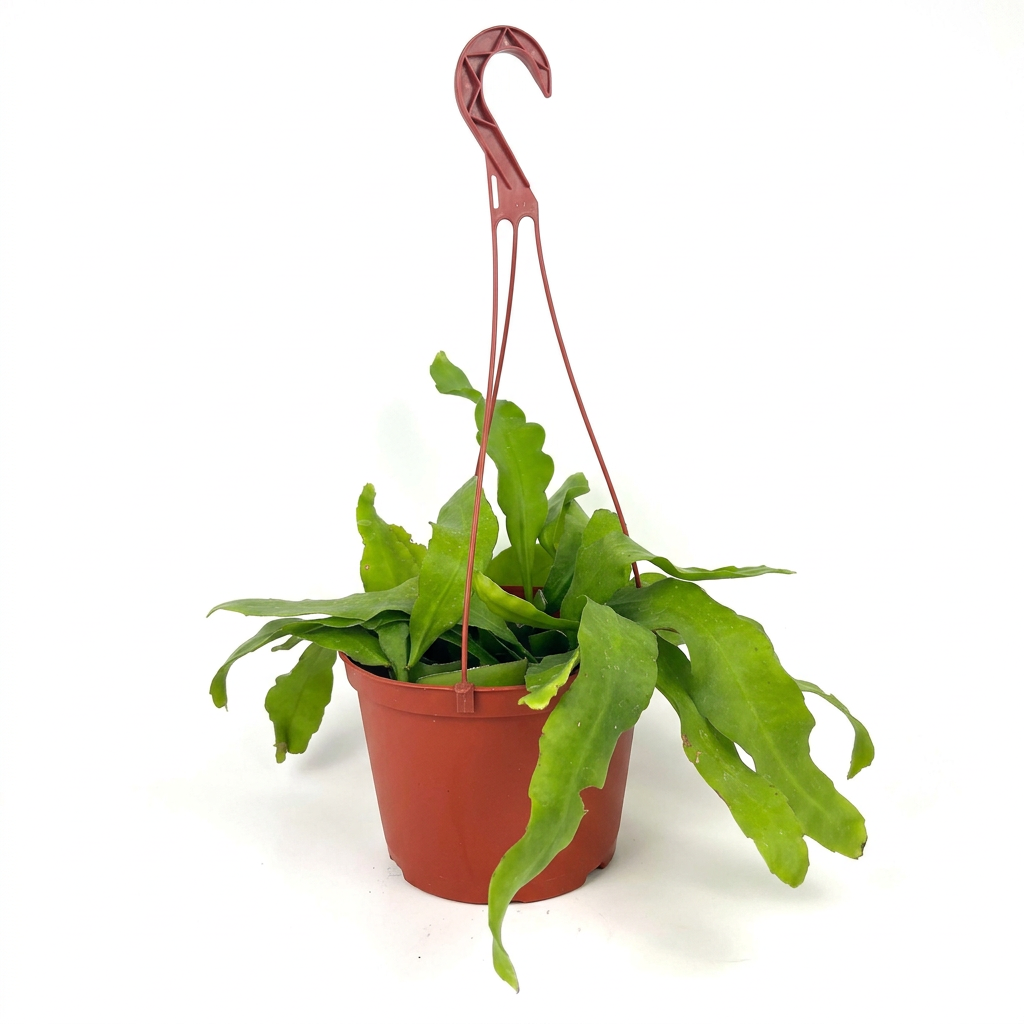 Queen of the Night Epiphyllum oxypetalum with arching green stems in a 6-inch hanging nursery pot against white