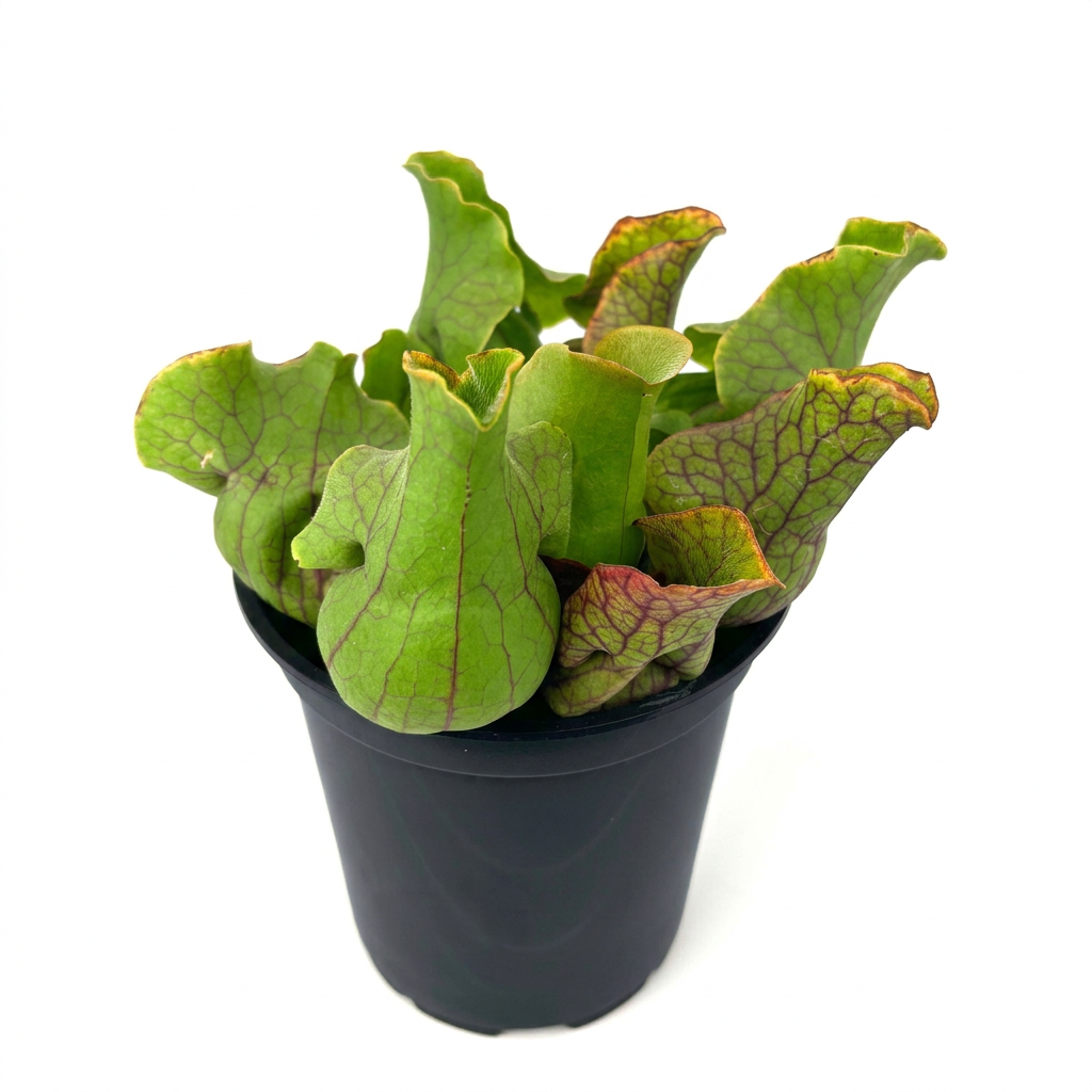 Jumbo Sarracenia pitcher plant with green red-veined pitchers in a 6-inch nursery pot against a white studio background