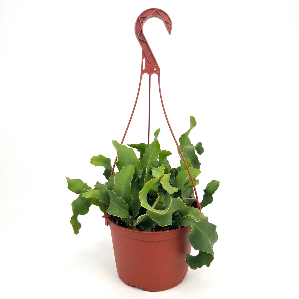 Epiphyllum Guatemalense Monstrose with curling green stems in a 6-inch hanging nursery pot against white