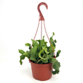 Epiphyllum Guatemalense Monstrose with curling green stems in a 6-inch hanging nursery pot against white