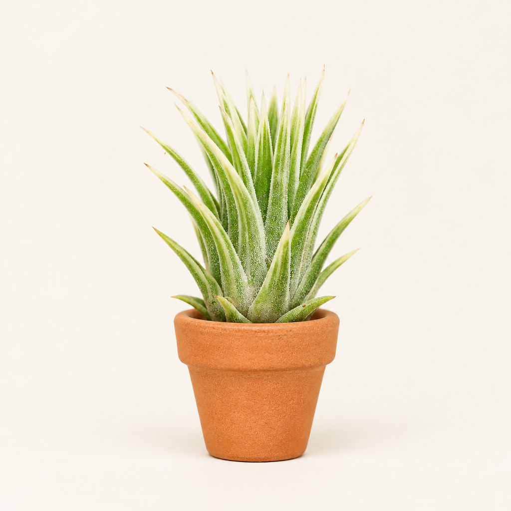 Tillandsia Ionantha Albo-Marginata displayed in a tiny warm terracotta holder; holder not included