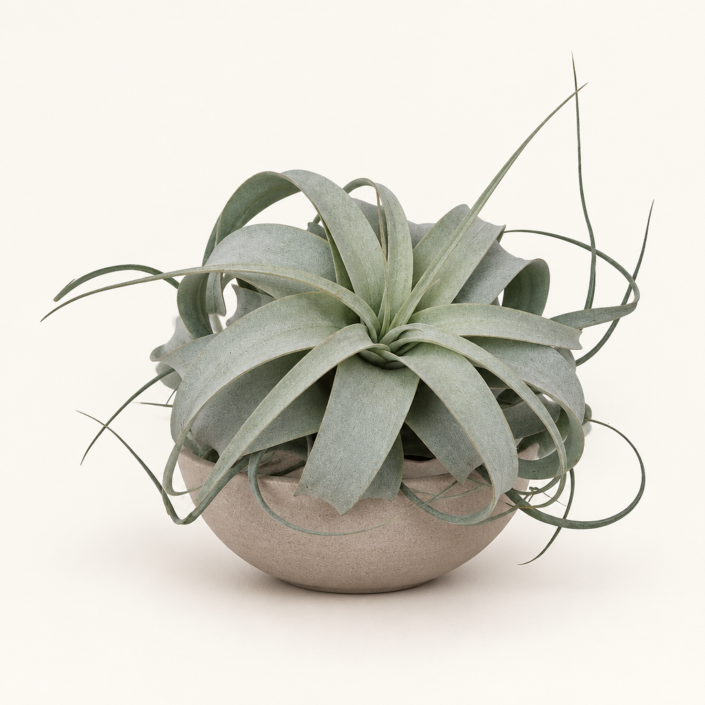 Tillandsia Xerographica displayed in a low pale taupe terracotta bowl; bowl not included