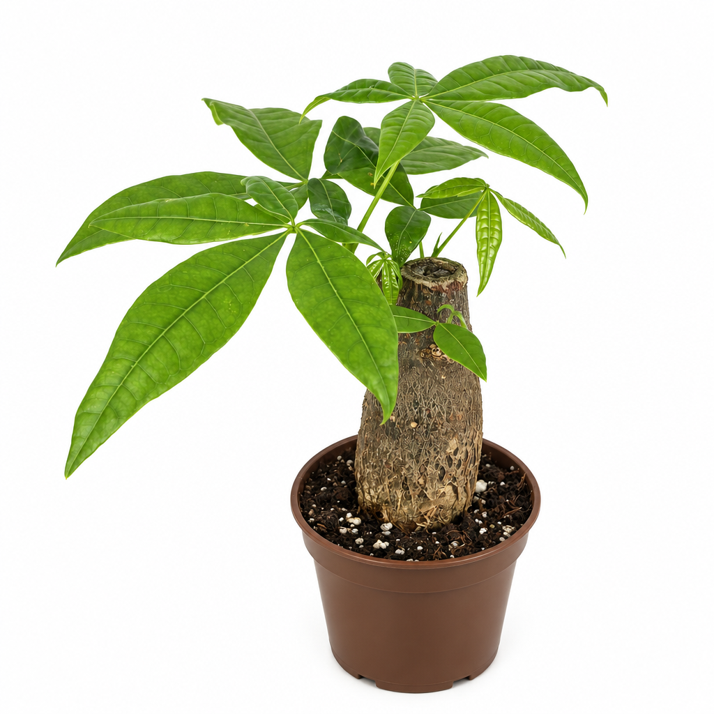 Money Tree Pachira stump bonsai in 4-inch nursery pot on white