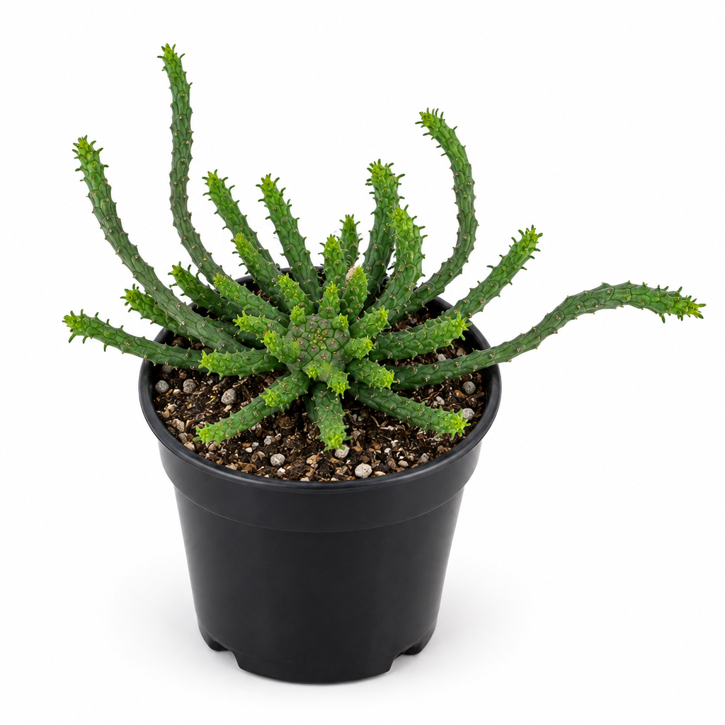 Medusa Head Euphorbia with radiating branches in a black 4-inch grow pot on white