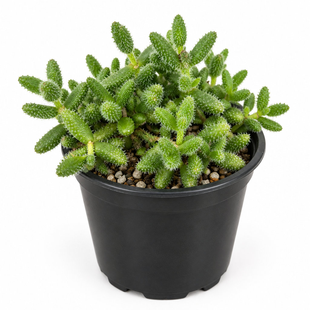Delosperma echinatum Pickle Plant in round black 4-inch grow pot on white background