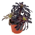 Aeonium Zwartkop Black Rose with dark burgundy rosettes in a 4-inch nursery pot against a white studio background