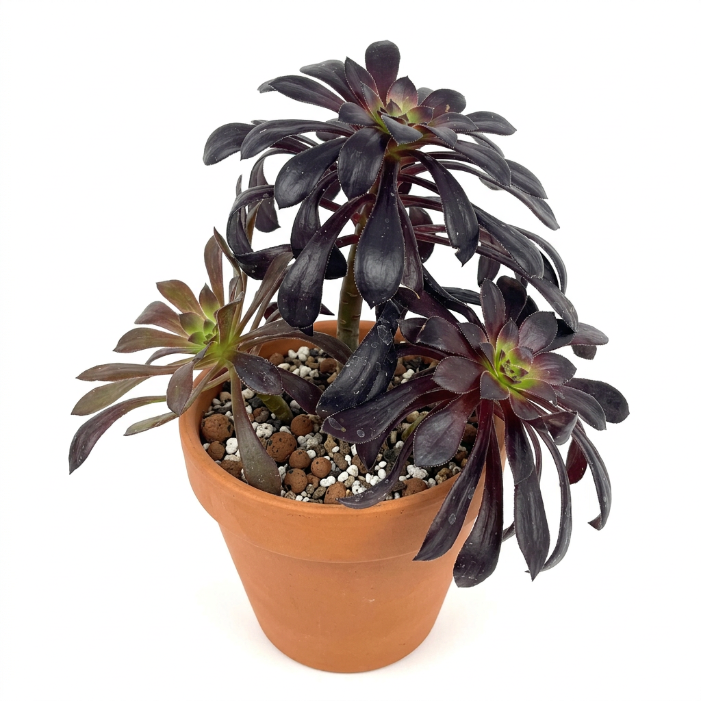 Aeonium Zwartkop Black Rose styled in a terracotta pot against a white studio background; decorative pot sold separately
