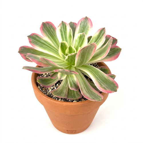 Aeonium Pink Witch styled in a terracotta pot against a white studio background; decorative pot sold separately