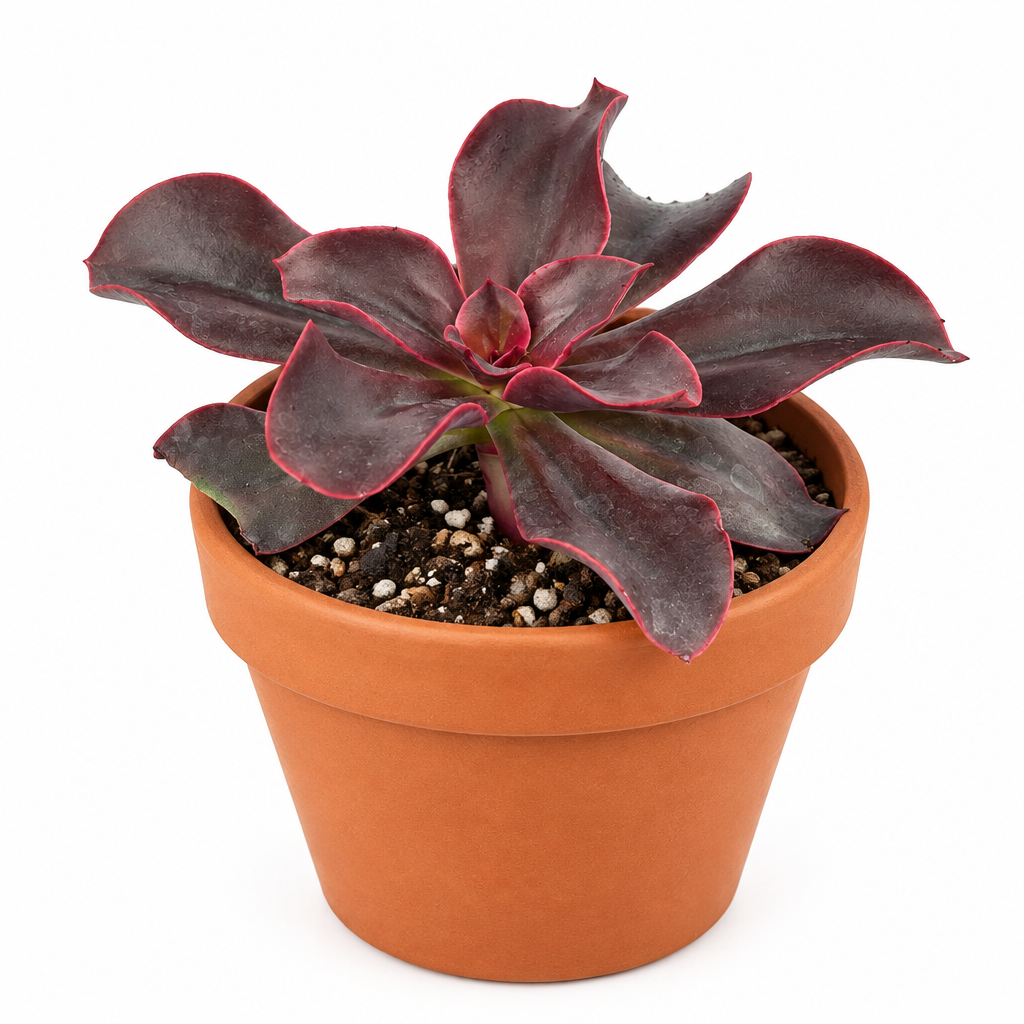 Red Barron Echeveria directly planted in orange terracotta pot; decorative pot not included