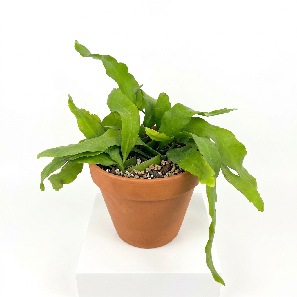 Queen of the Night orchid cactus styled in a terracotta pot against a white background; decorative pot sold separately