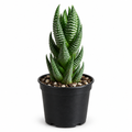 Haworthia reinwardtii in a black 2-inch nursery pot on white