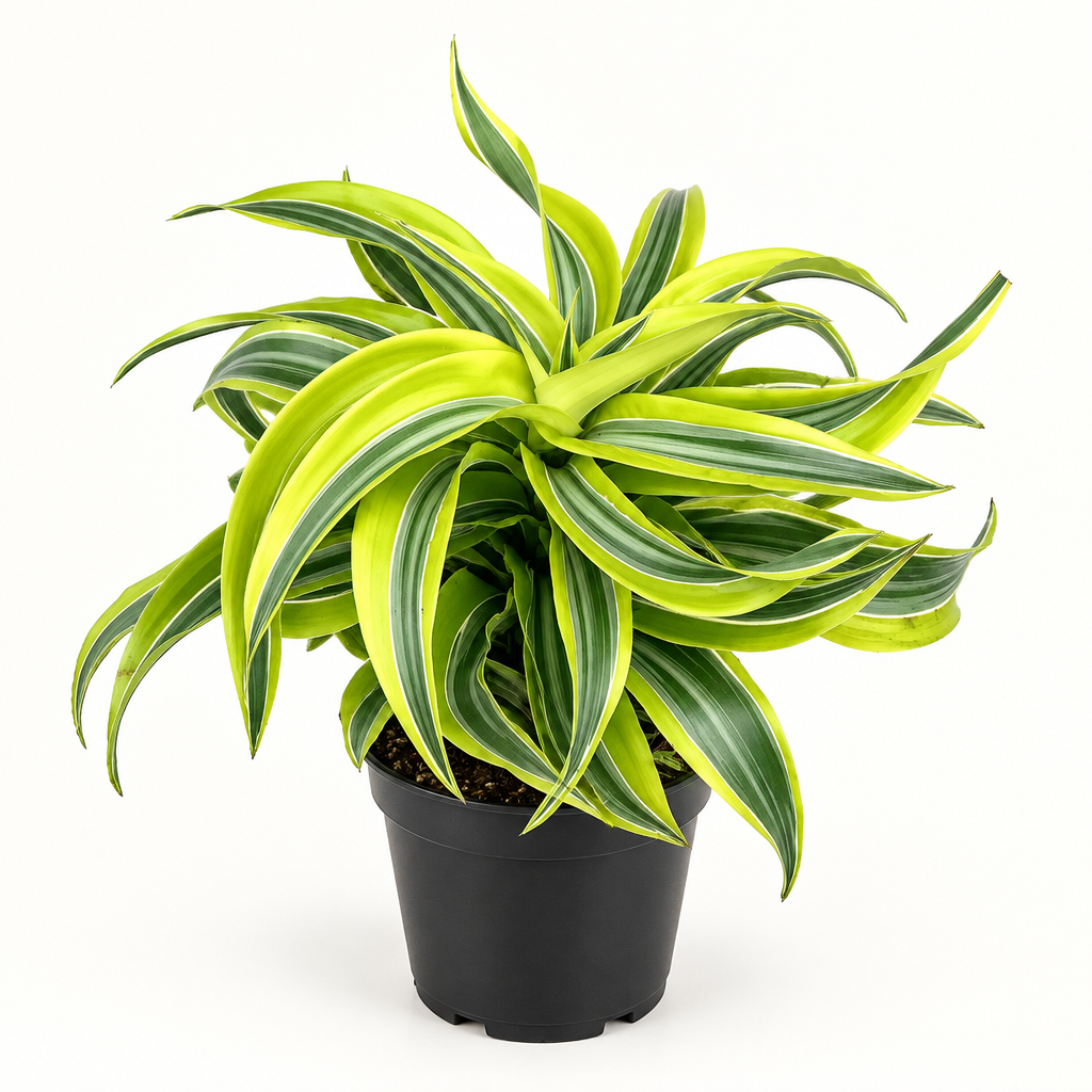 Dracaena Lemon Surprise with lemon-green striped leaves in a 4-inch nursery pot on white