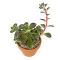 Elevated view of Echeveria Chroma's green-bronze leaves in terracotta; pot sold separately