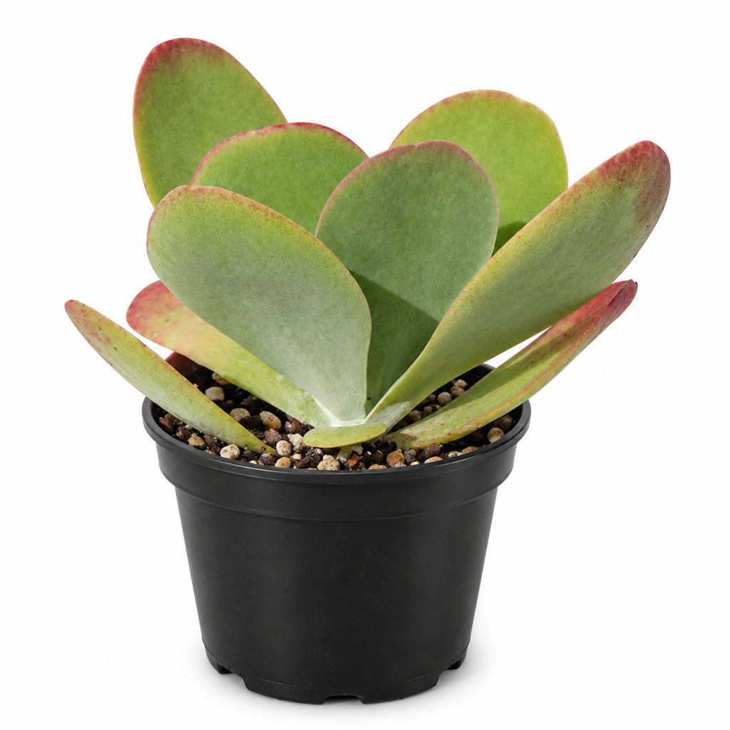 Flapjacks Kalanchoe with red-edged paddle leaves in black 4-inch grow pot on white