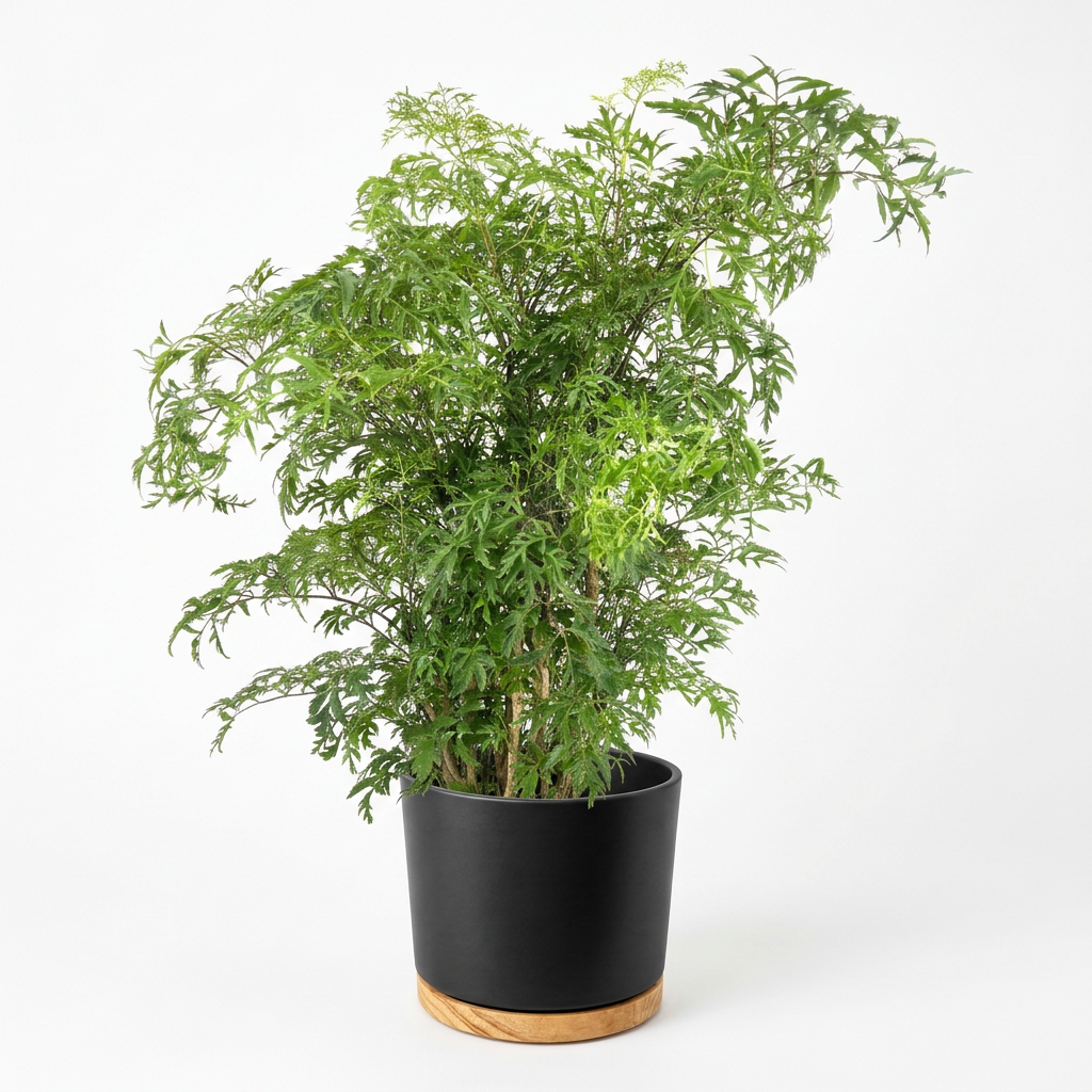 Ming Aralia Stump styled in a black OSLO decorative planter with wooden base, sold separately