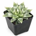 White Ghost Haworthia cluster in a black 4-inch nursery pot on a white background