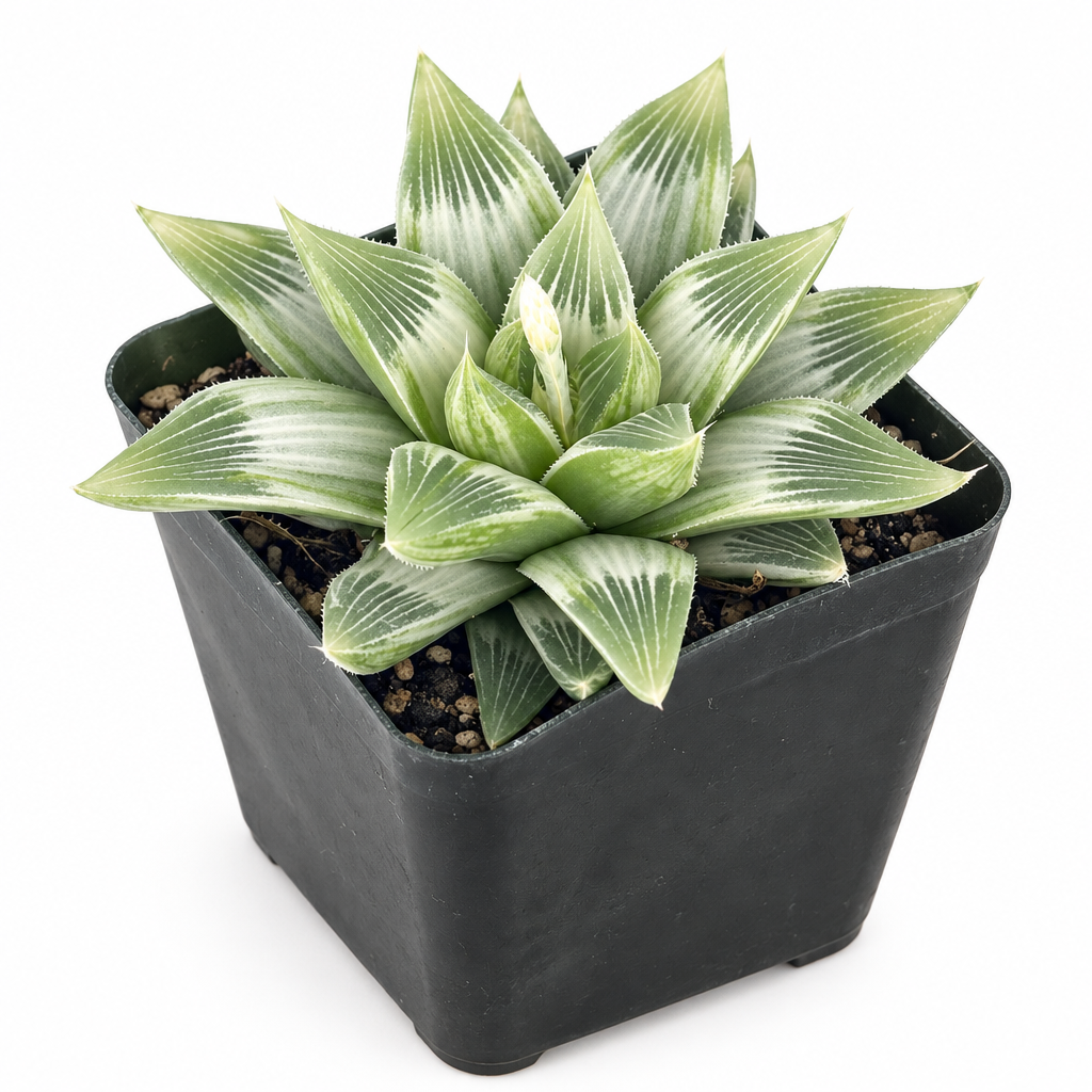 White Ghost Haworthia cluster in a black 4-inch nursery pot on a white background