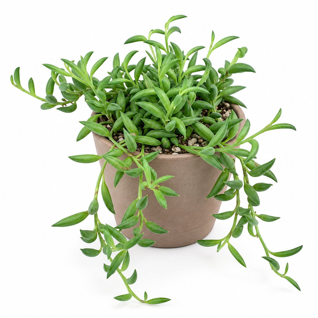 String of Bananas trailing from a taupe terracotta pot on white
