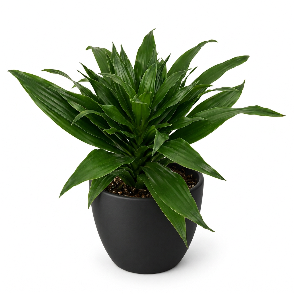 Young Dracaena Craigii Compacta with layered dark-green foliage styled in a black BASEL 4.7-inch planter; decorative planter sold separately, plant ships in a 4-inch nursery grow pot