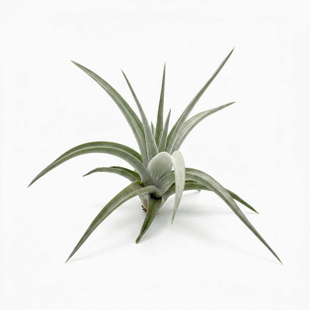 Tillandsia ixioides air plant with arching silvery-green leaves on a white background