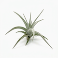 Tillandsia ixioides air plant with arching silvery-green leaves on a white background