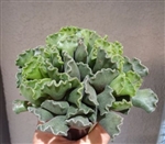 Sea Shell Succulent-Adromischus Cristatus